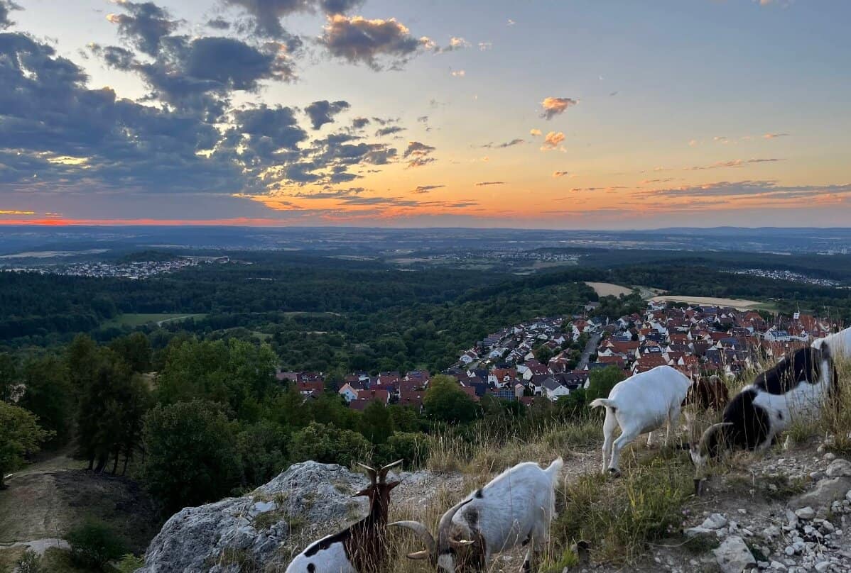 Ziegen weiden am Jusi bei Sonnenuntergang mit Panoramablick