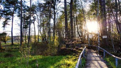 Im Schopflocher Moor