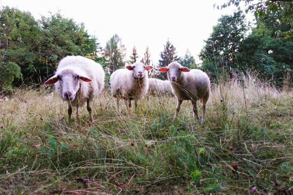 Schafe auf der Schwäbischen Alb