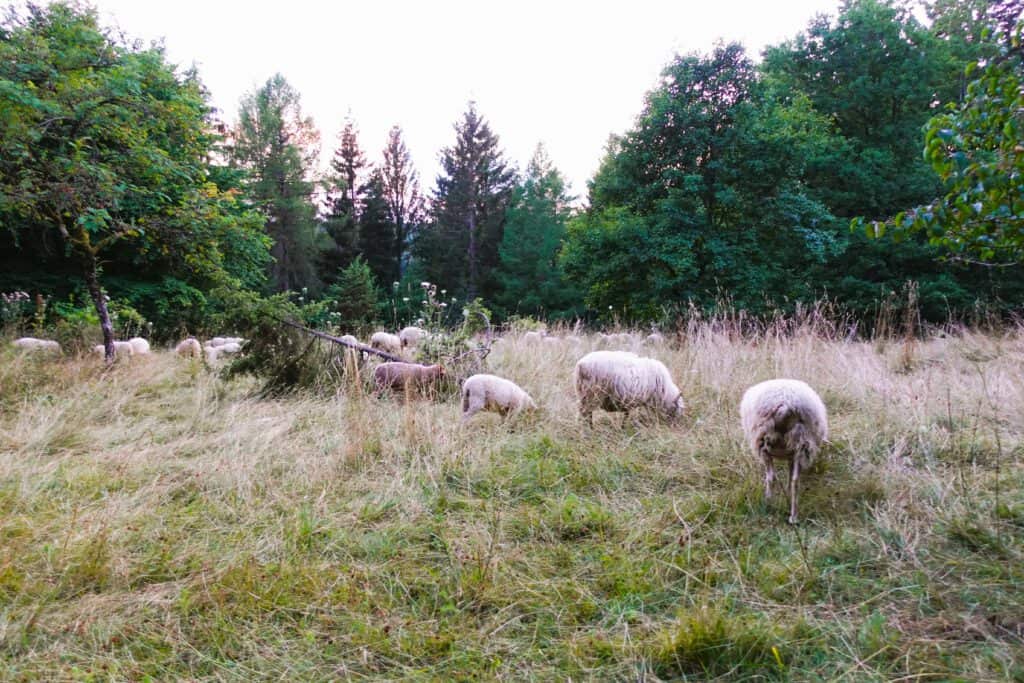 Schafherde auf Wacholderheide auf der Schwäbischen Alb