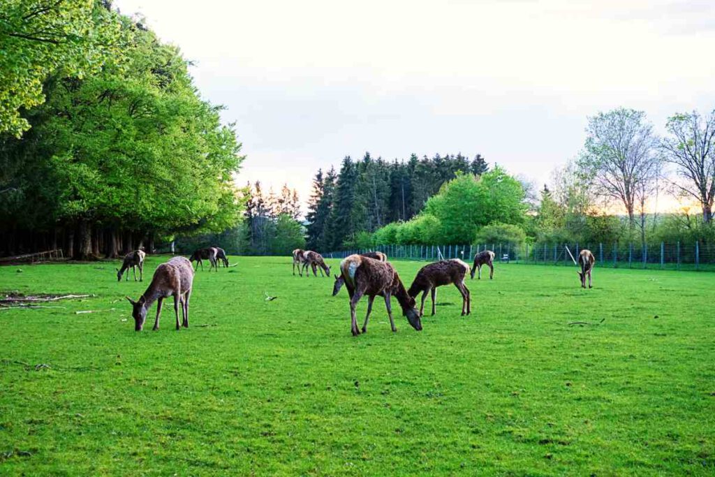 Wildgehege in Laichingen