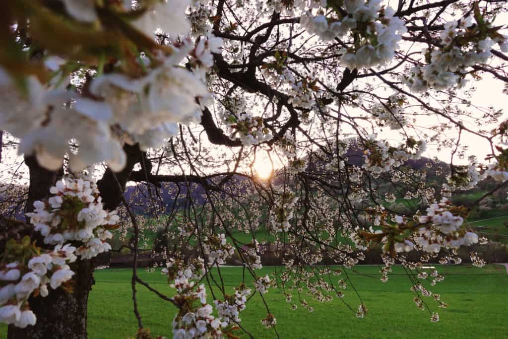 Kirschblüte Neidlinger Tal