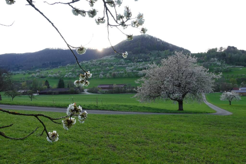 Kirschblüte Neidlinger Tal