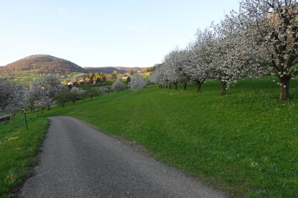 Kirschblüte Neidlinger Tal