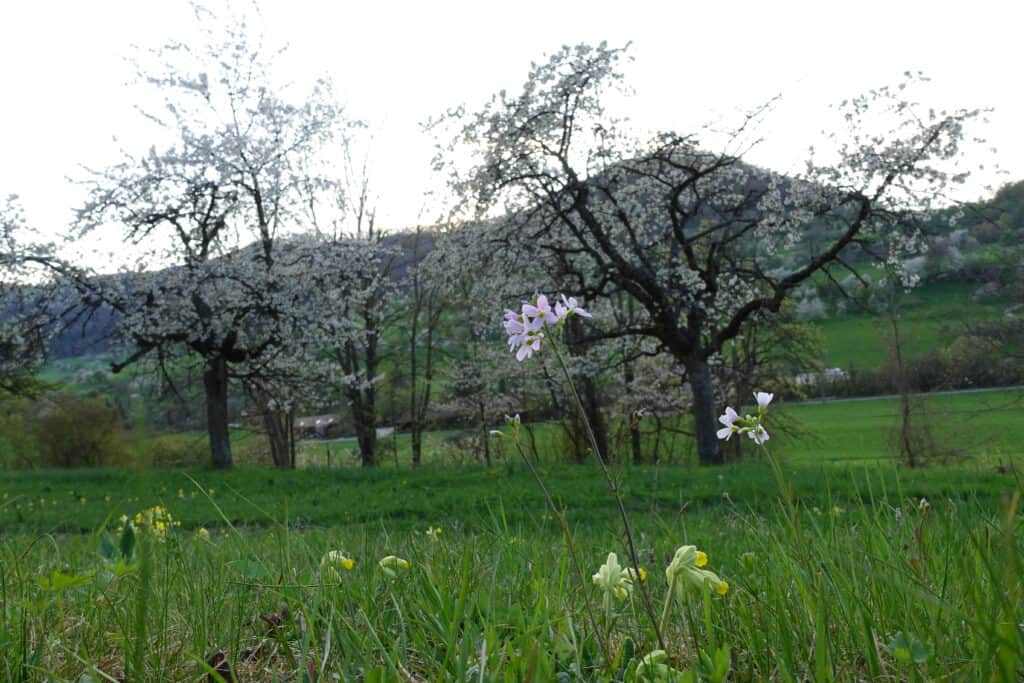 Kirschblüte Neidlinger Tal