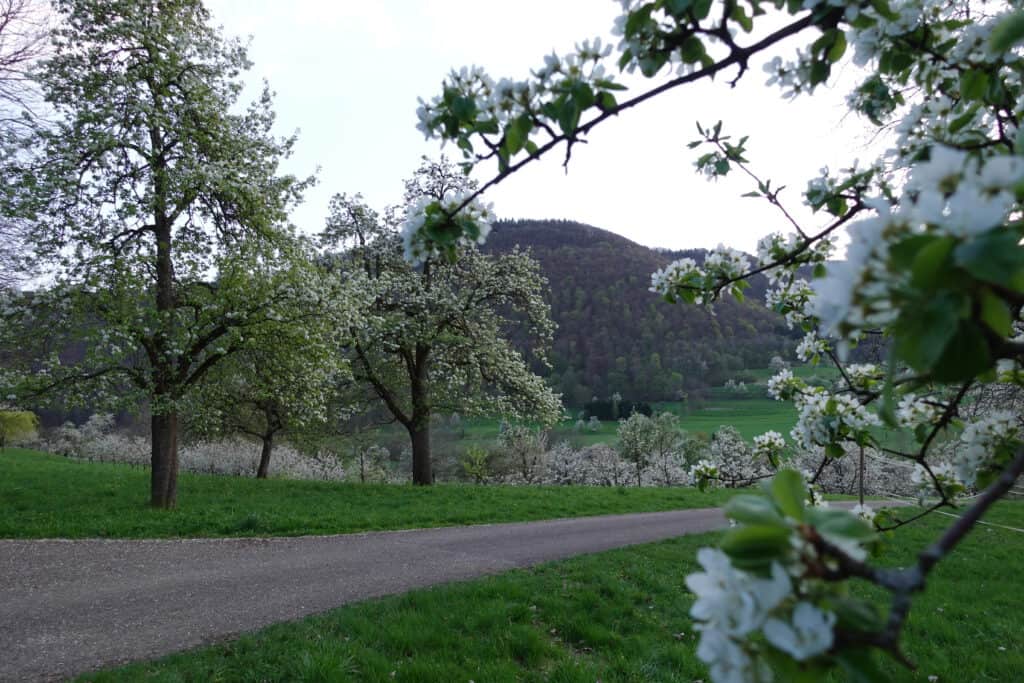 Kirschblüte Neidlinger Tal