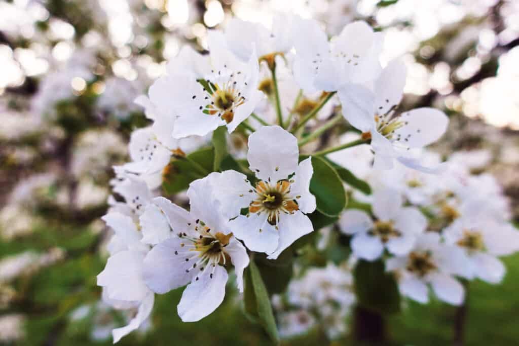 Neidlingen Kirschblüte