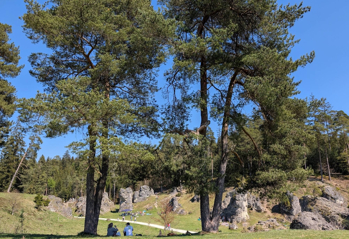 Felsenmeer Wental Besucher zwischen hohen Kiefern und Dolomitfelsen Schwäbische Alb Familienausflug
