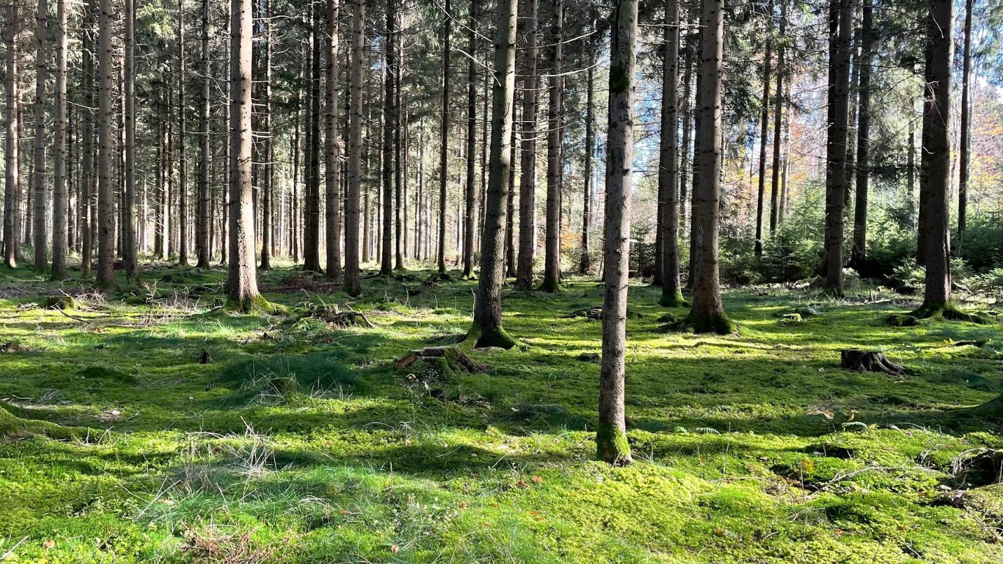 Waldgebiet nahe Felsenmeer Wental Schwäbische Alb moosbewachsener Waldboden Nadelwald