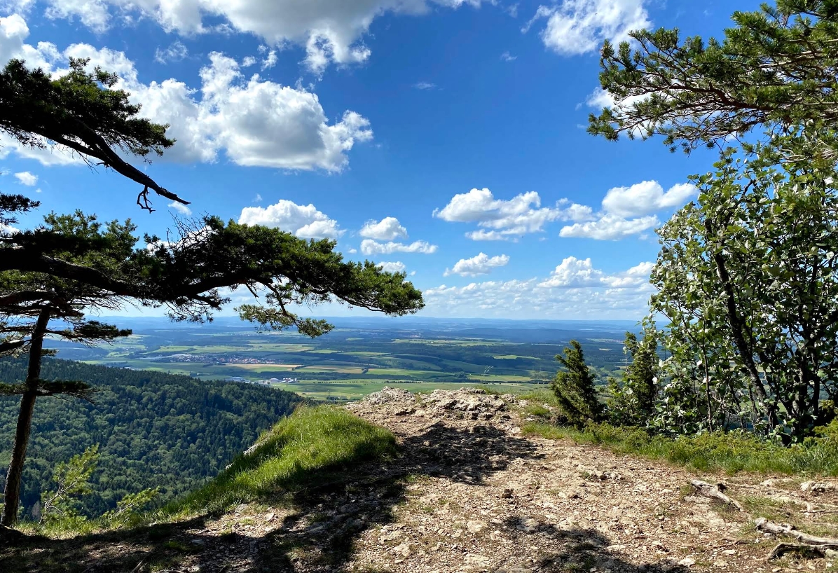 Aussichtspunkt Lochenstein Schwäbische Alb Panoramablick durch Kiefern auf das Albvorland