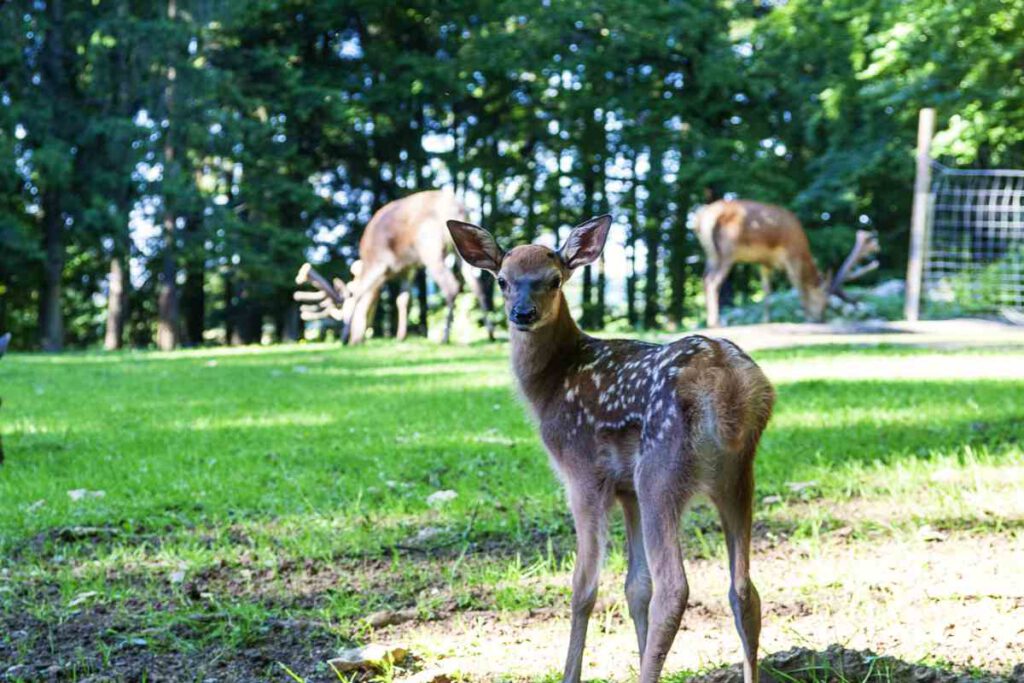 Rehkitz im Wildgehege Laichingen