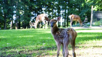 Rehkitz im Wildgehege Laichingen