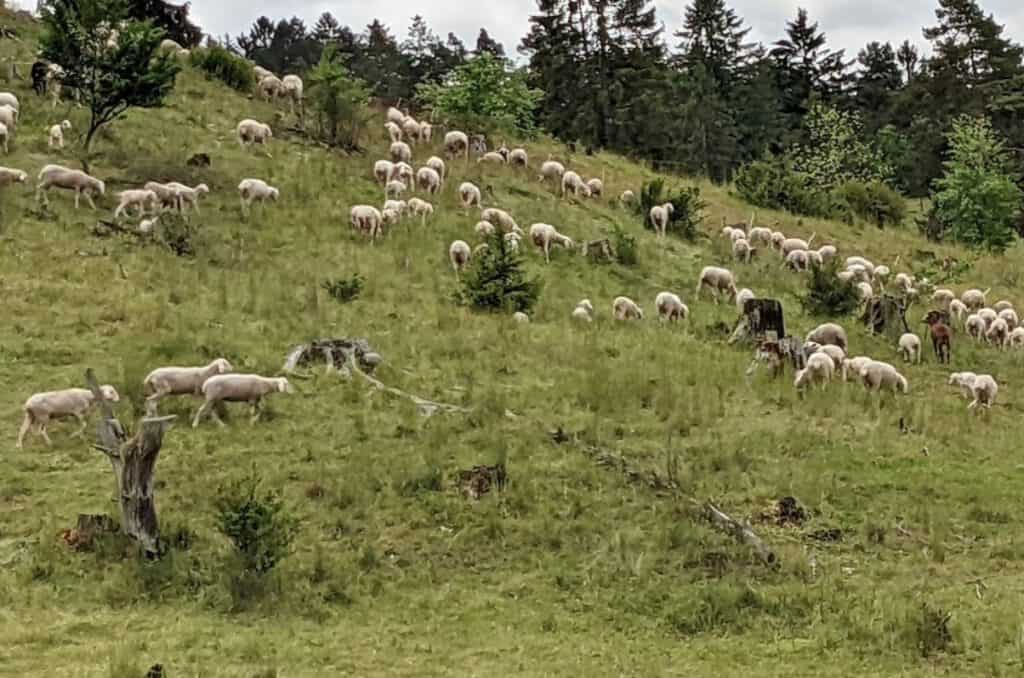 Schafherde Naturschutzgebiet Digelfeld