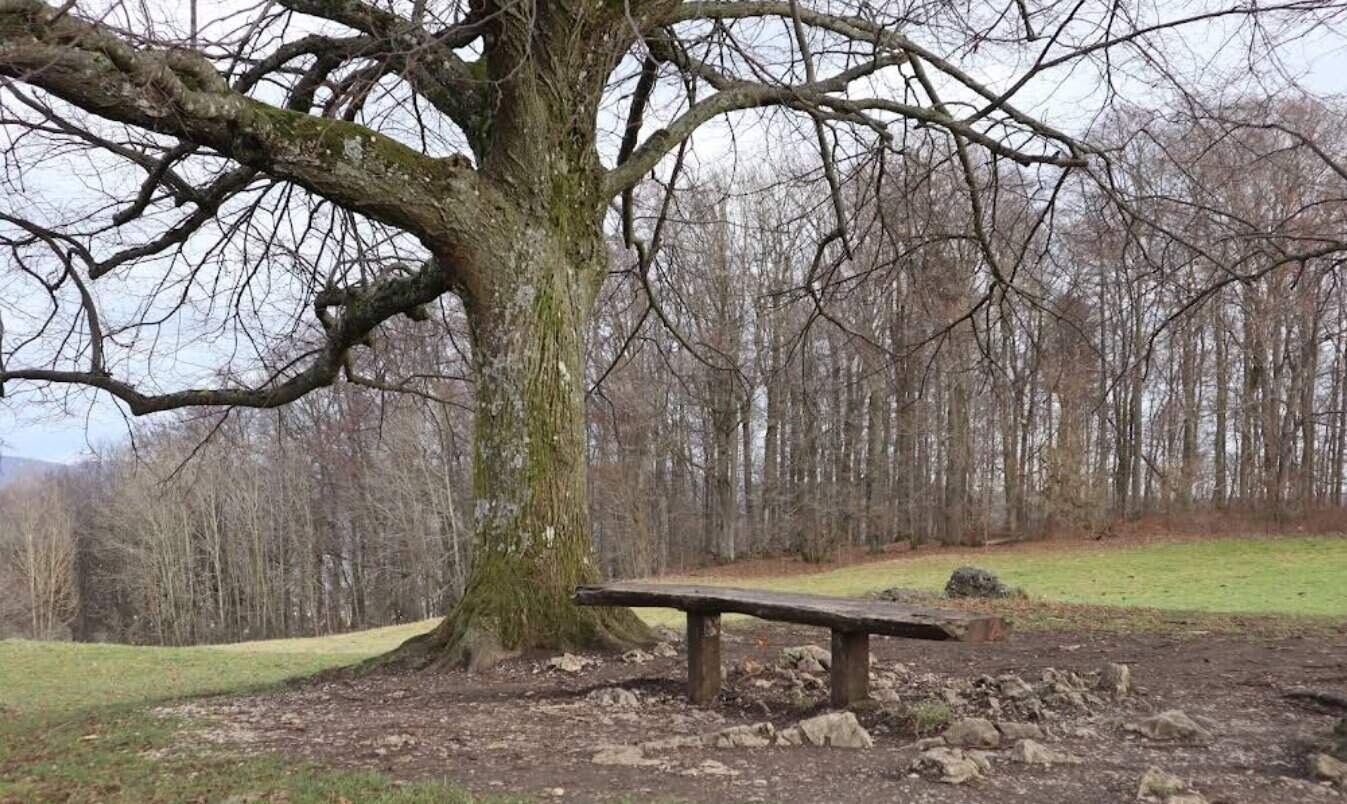 Holzbank unter großem Baum als Rastplatz am Jusi-Wanderweg