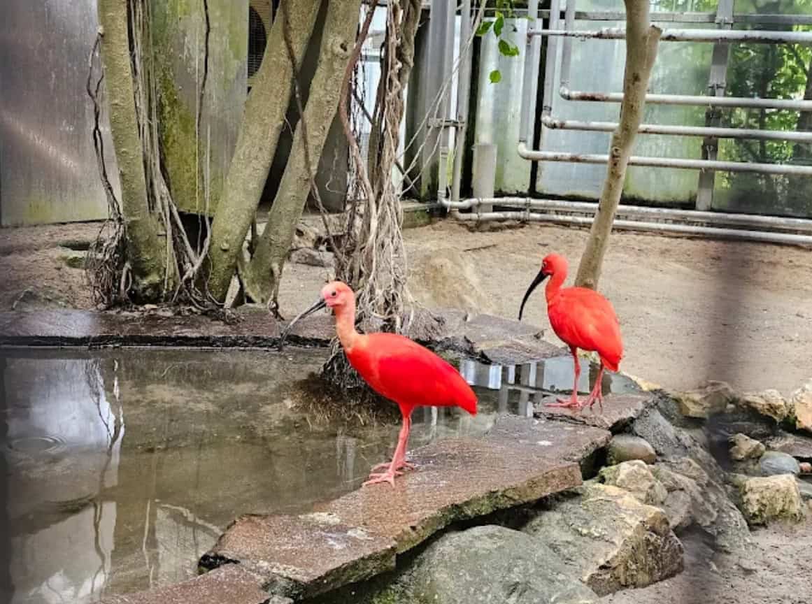 Tiergarten Ulm tropische Vögel im Wasserbecken leuchtend rote Ibisse
