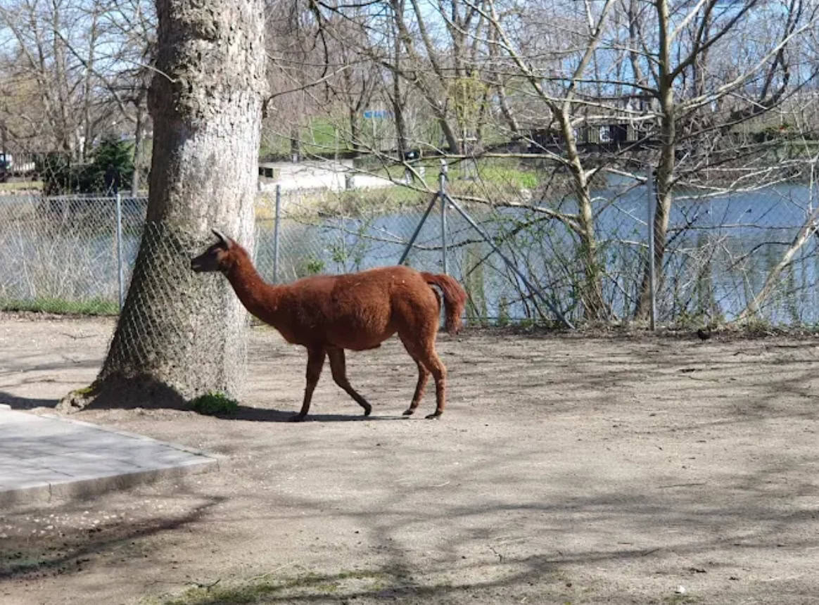 Tiergarten Ulm Hirsch Damwild im Außengehege Friedrichsau