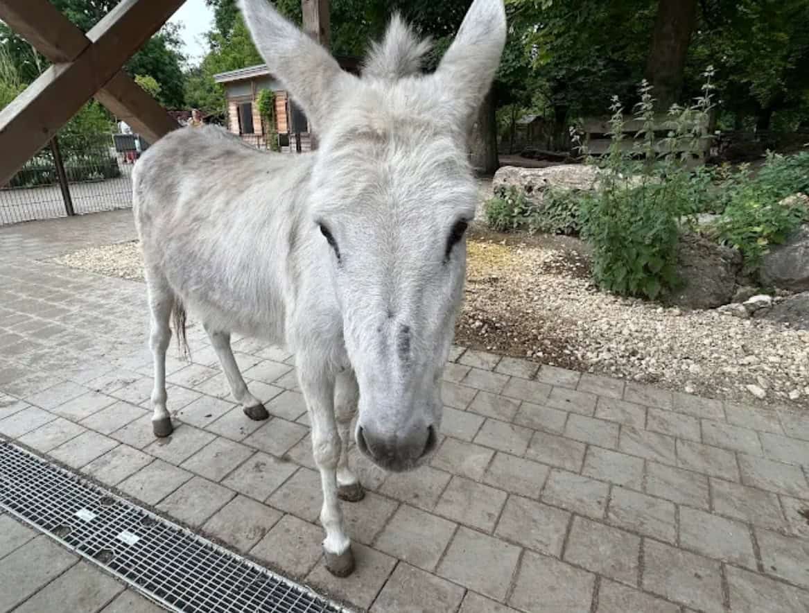 Tiergarten Ulm Esel im Streichelgehege Nahaufnahme freundlich