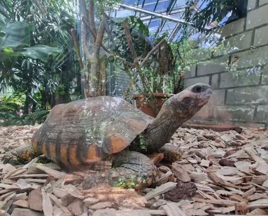 Tiergarten Ulm Schlange Gelbe Python Detail Terraristik