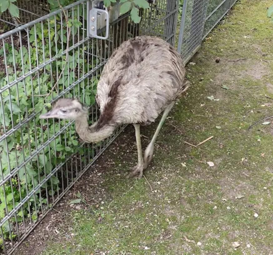 Tiergarten Ulm Emu Laufvogel Außenanlage Portrait
