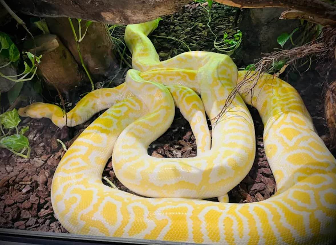 Tiergarten Ulm Gelbe Python Albino Schlange Terraristik Detail