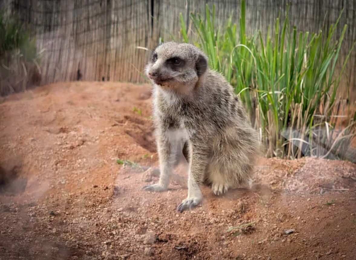 Tiergarten Ulm Erdmännchen Gruppe aufrecht wachsam