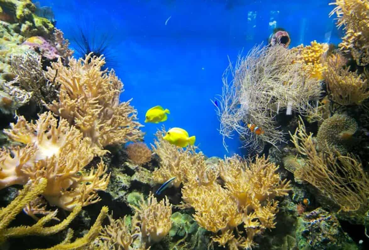 Tiergarten Ulm Aquarium tropische Fische buntes Korallenriff