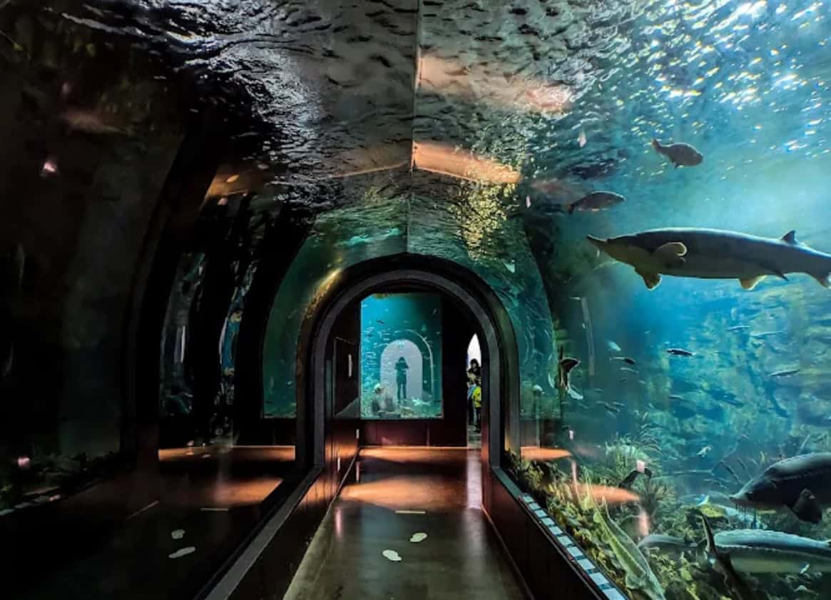 Tiergarten Ulm Donauaquarium Unterwassertunnel Glaspassage