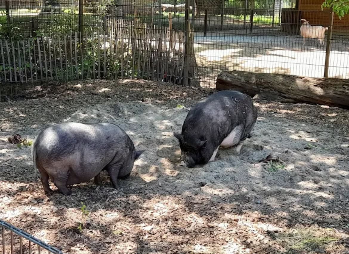 Tiergarten Ulm Schwäbische Alb Wildschwein im Freigehege