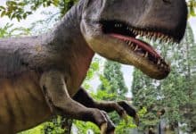 Tyrannosaurus Rex Kopf mit geöffnetem Maul und scharfen Zähnen