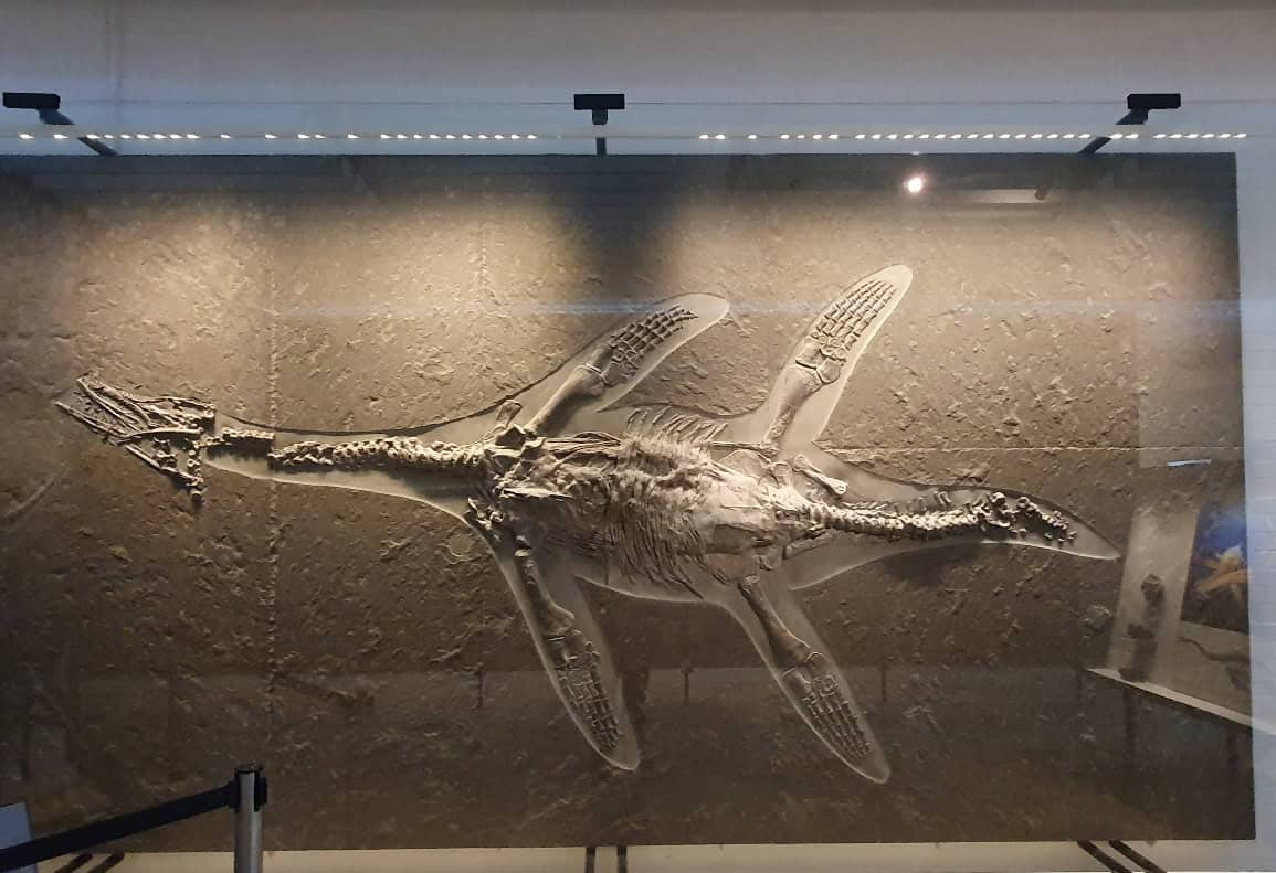Vollständiges Meeresreptil-Fossil mit langen Flossen in beleuchteter Vitrine