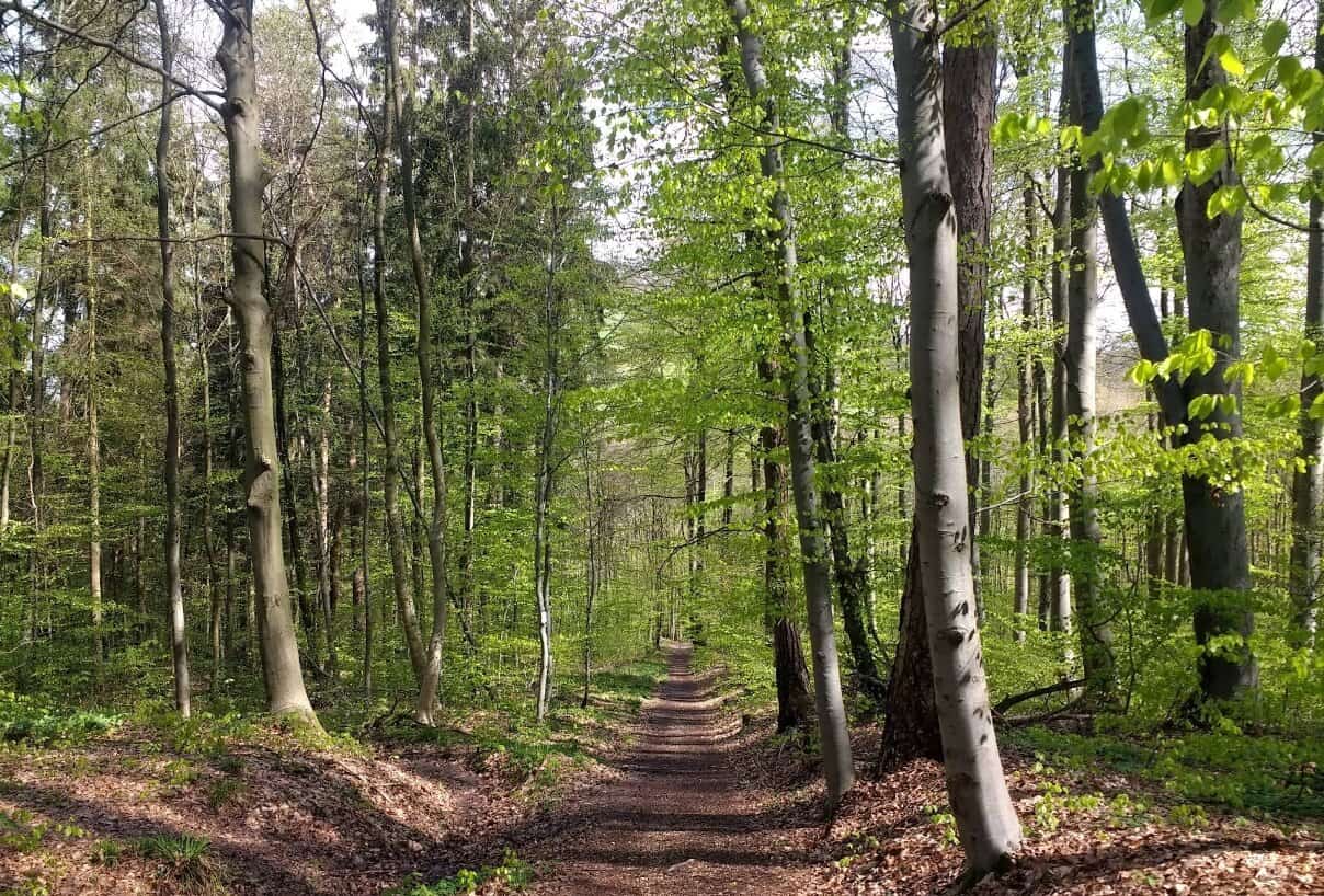 Frühlingshafter Waldweg mit Buchen am Jusi bei Neuffen
