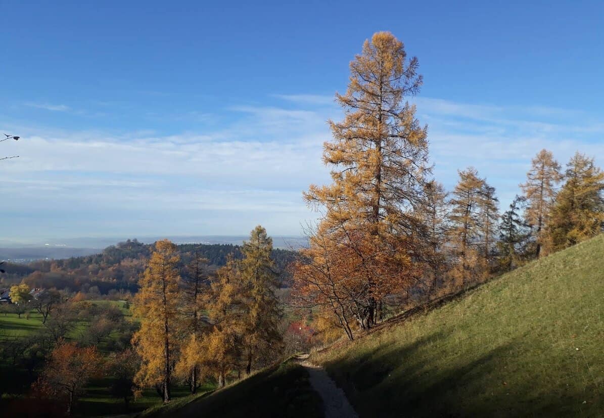 Goldene Lärchen im Herbst mit Blick auf Schwäbische Alb