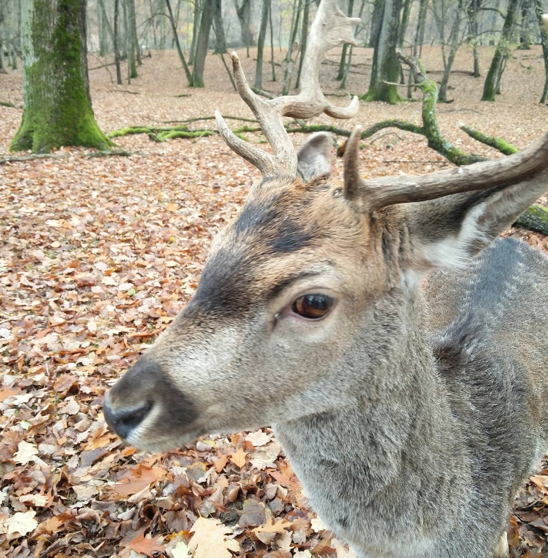 Wildgehege Markwasen Reutlingen Damhirsch Nahaufnahme im Herbstlaub Schwäbische Alb