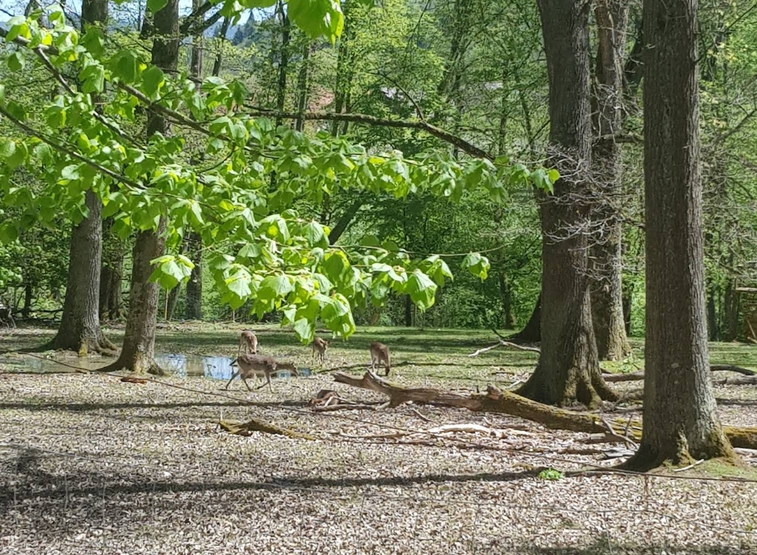 Wildgehege Markwasen Damwild Rudel im Sommerwald bei Reutlingen Schwäbische Alb