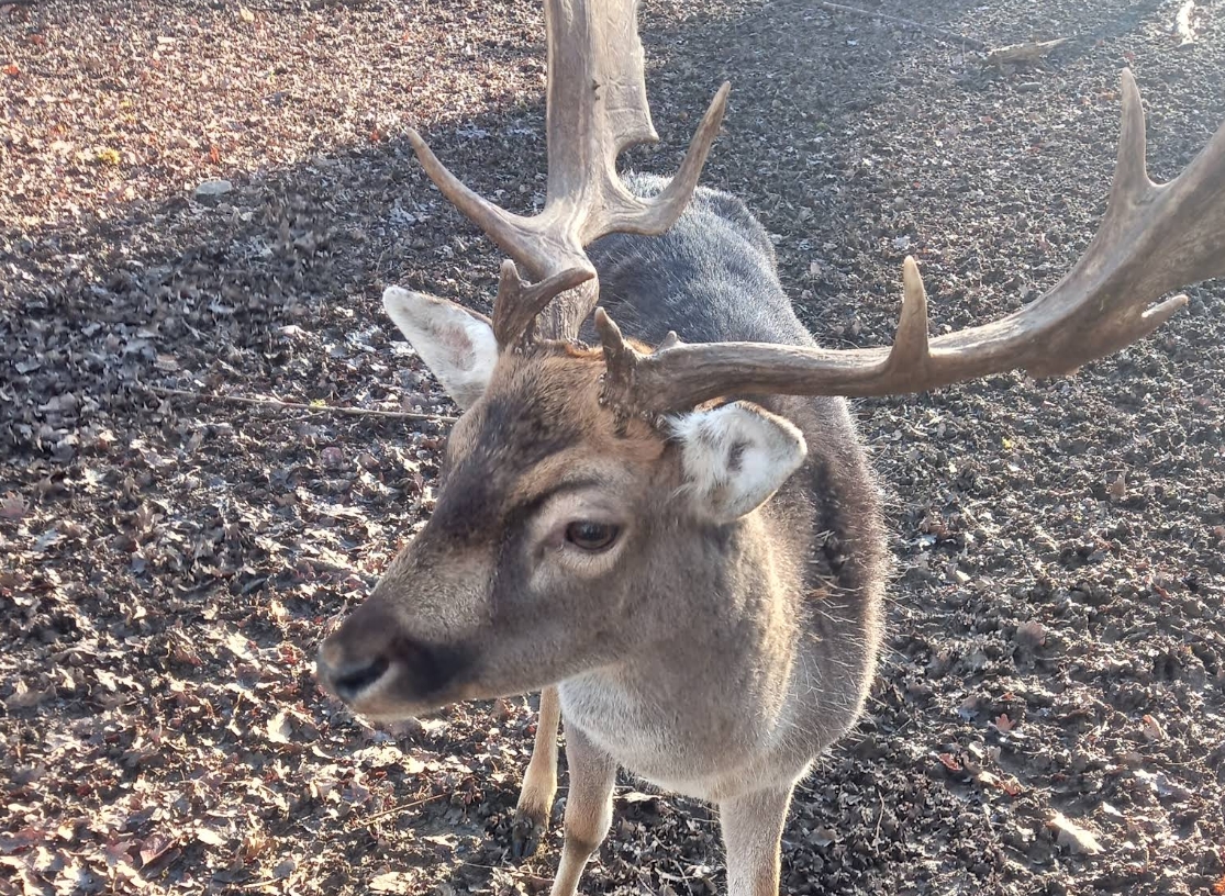 Damhirsch Wildgehege Markwasen Geweih Nahaufnahme Schwäbische Alb Reutlingen