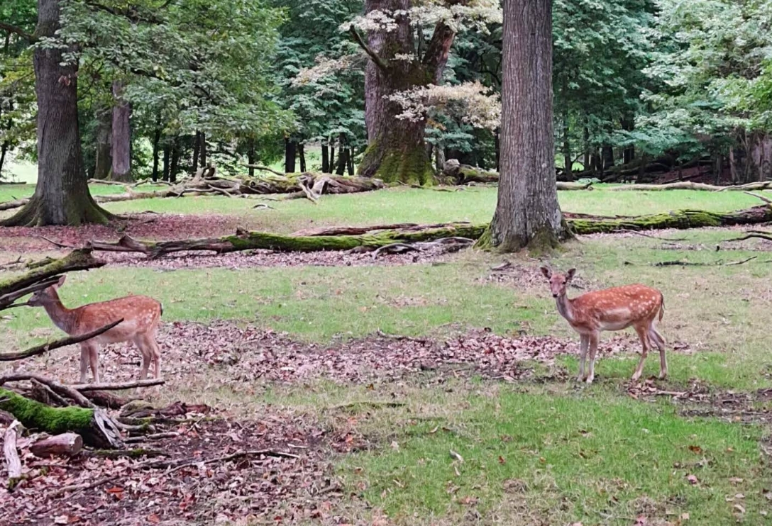 Damwild Wildgehege Markwasen Sommerwald grüne Wiese Reutlingen