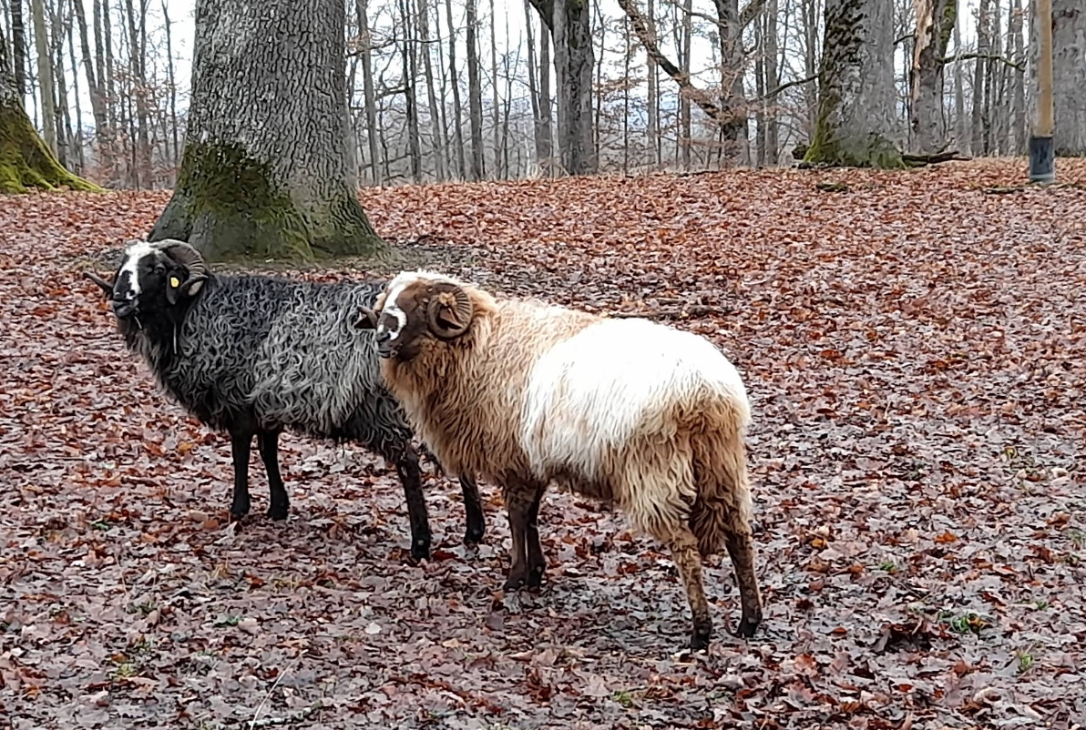 Wildgehege Markwasen Schafe im Herbstlaub Reutlingen Schwäbische Alb