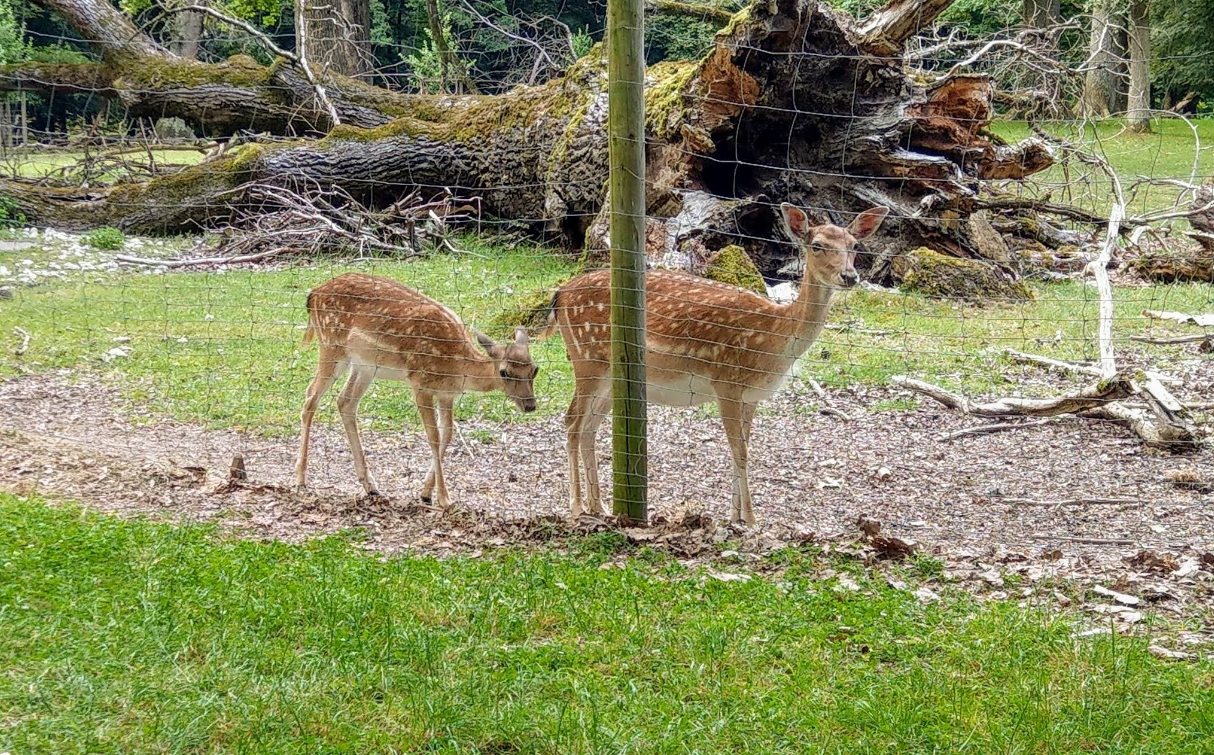 Wildgehege Markwasen Damwild Jungtiere Kälber Sommer Schwäbische Alb