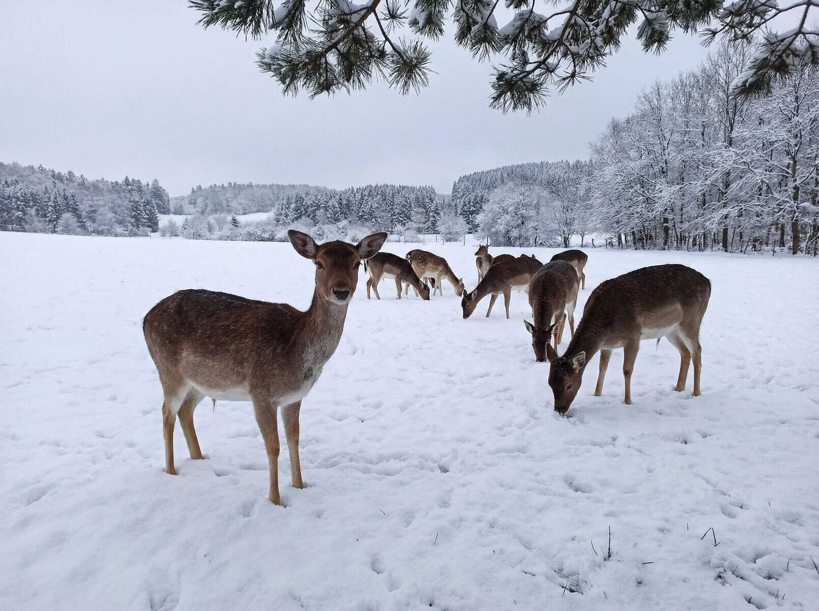 Wildgehege Meßstetten Schwäbische Alb Damwild Gruppe im Winterschnee