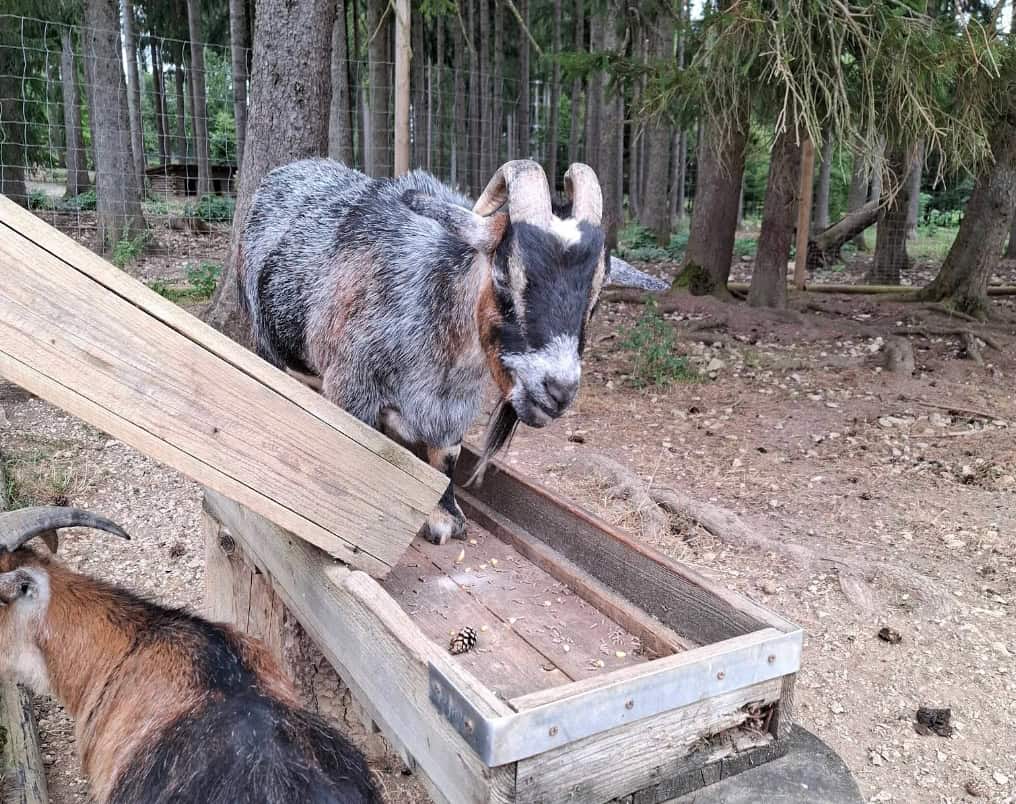 Mufflon Wildgehege Meßstetten am Futtertrog Schwäbische Alb