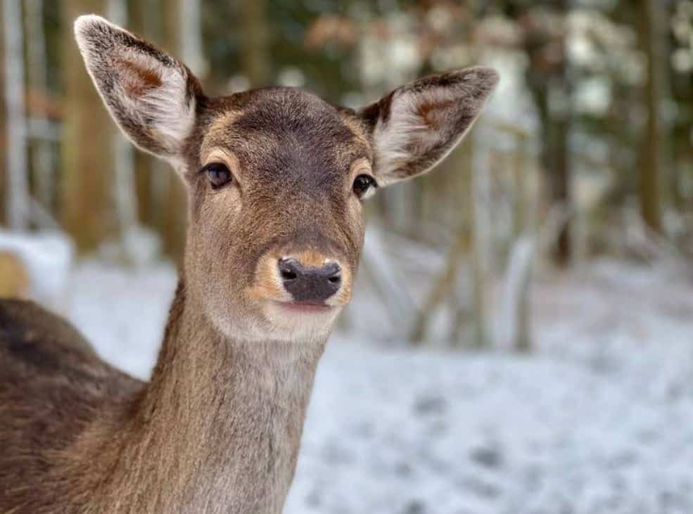 Damhirsch Portrait Wildgehege Meßstetten Schwäbische Alb Nahaufnahme
