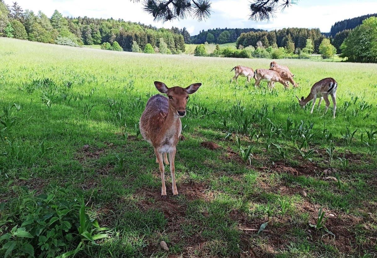 Damwild Herde Wildgehege Meßstetten Schwäbische Alb grüne Sommerwiese
