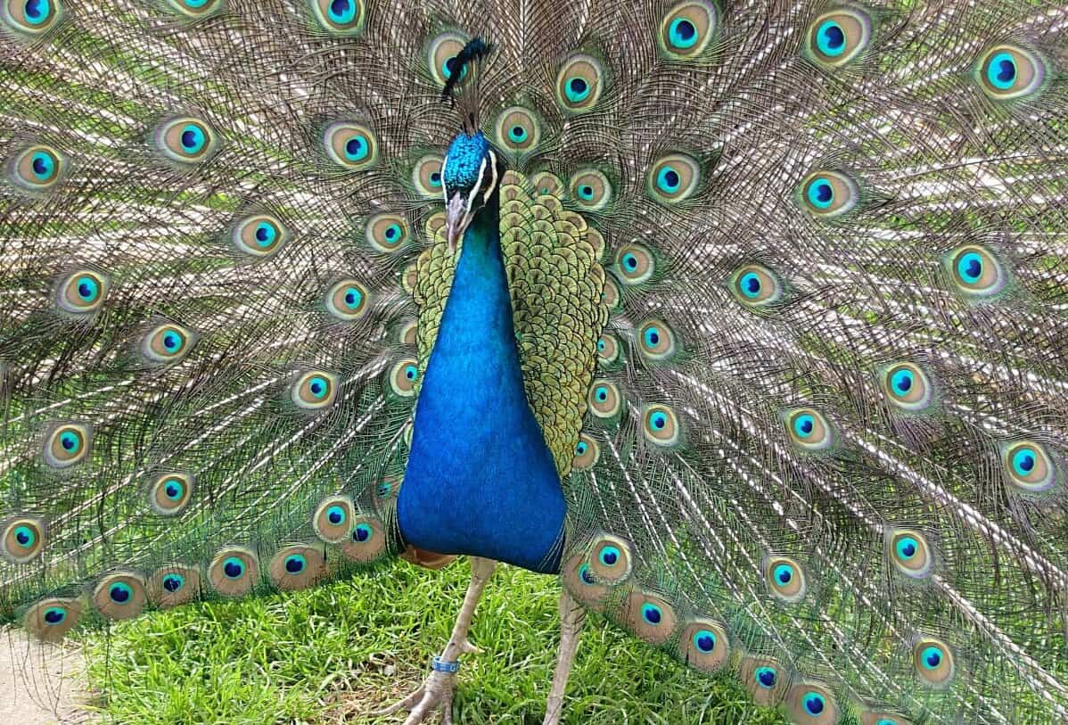 Pfau Wildgehege Meßstetten Schwäbische Alb prachtvolles Federkleid Rad schlagend