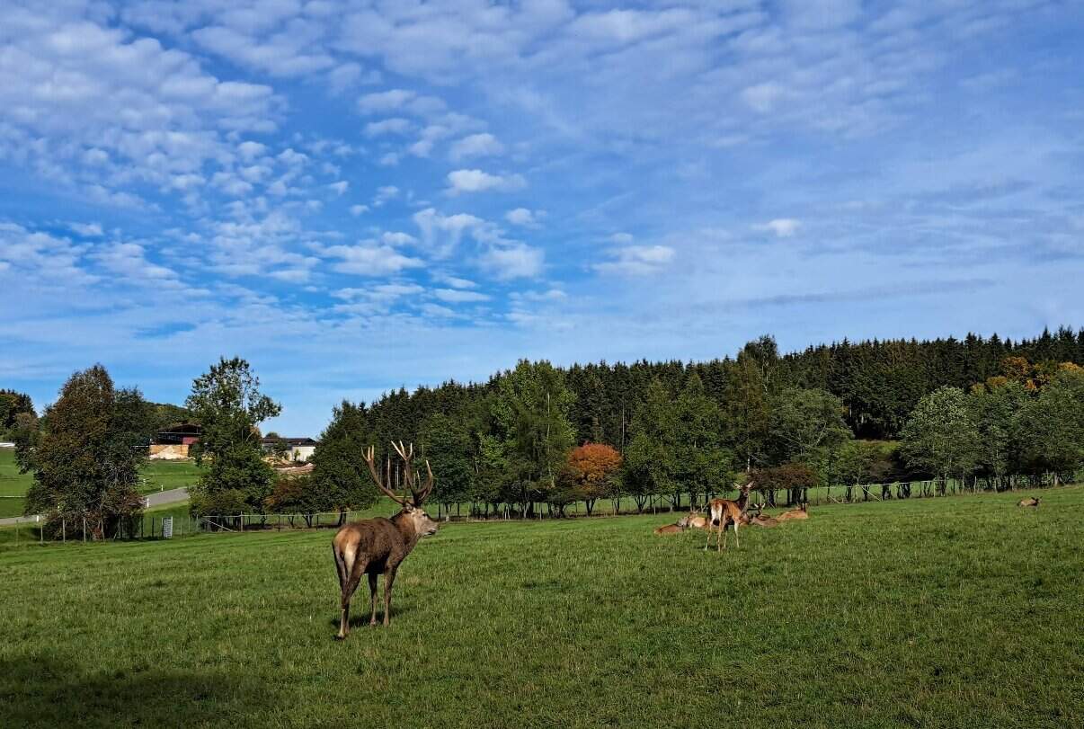 Damwild Wiese Wildgehege Meßstetten Schwäbische Alb Natur