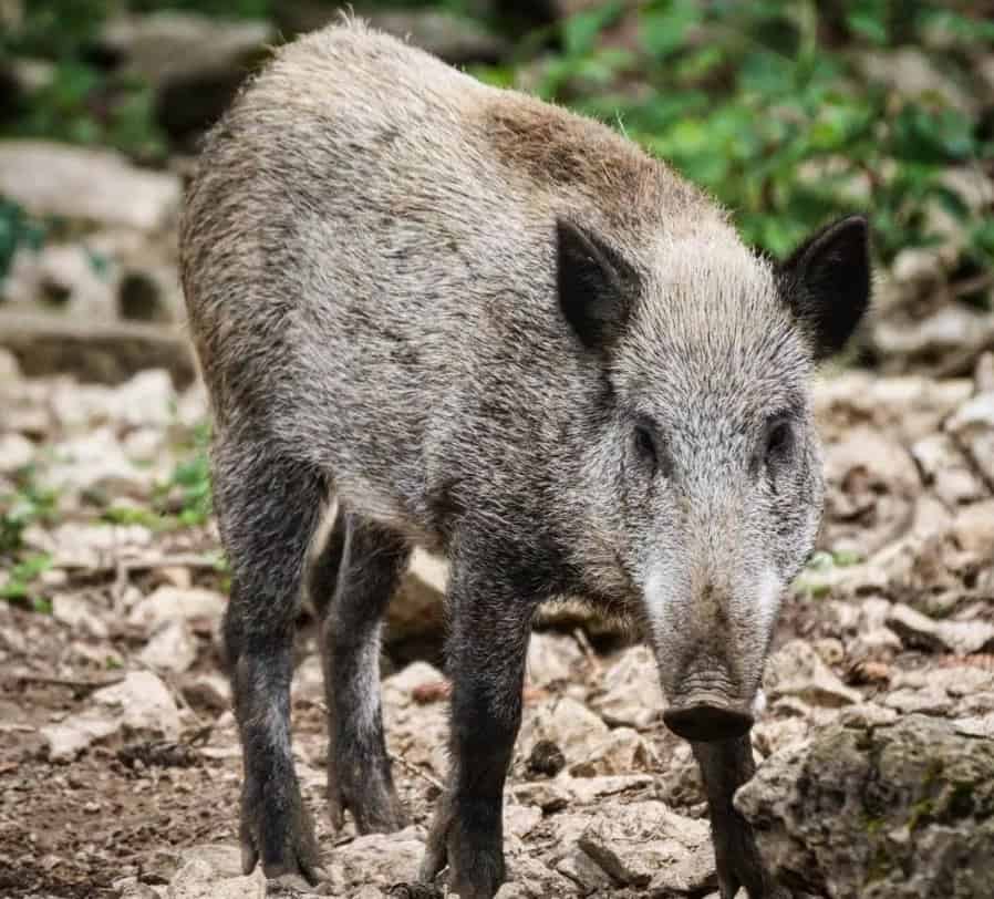 Wildschwein Wildgehege Meßstetten Schwäbische Alb Schwarzwild Nahaufnahme