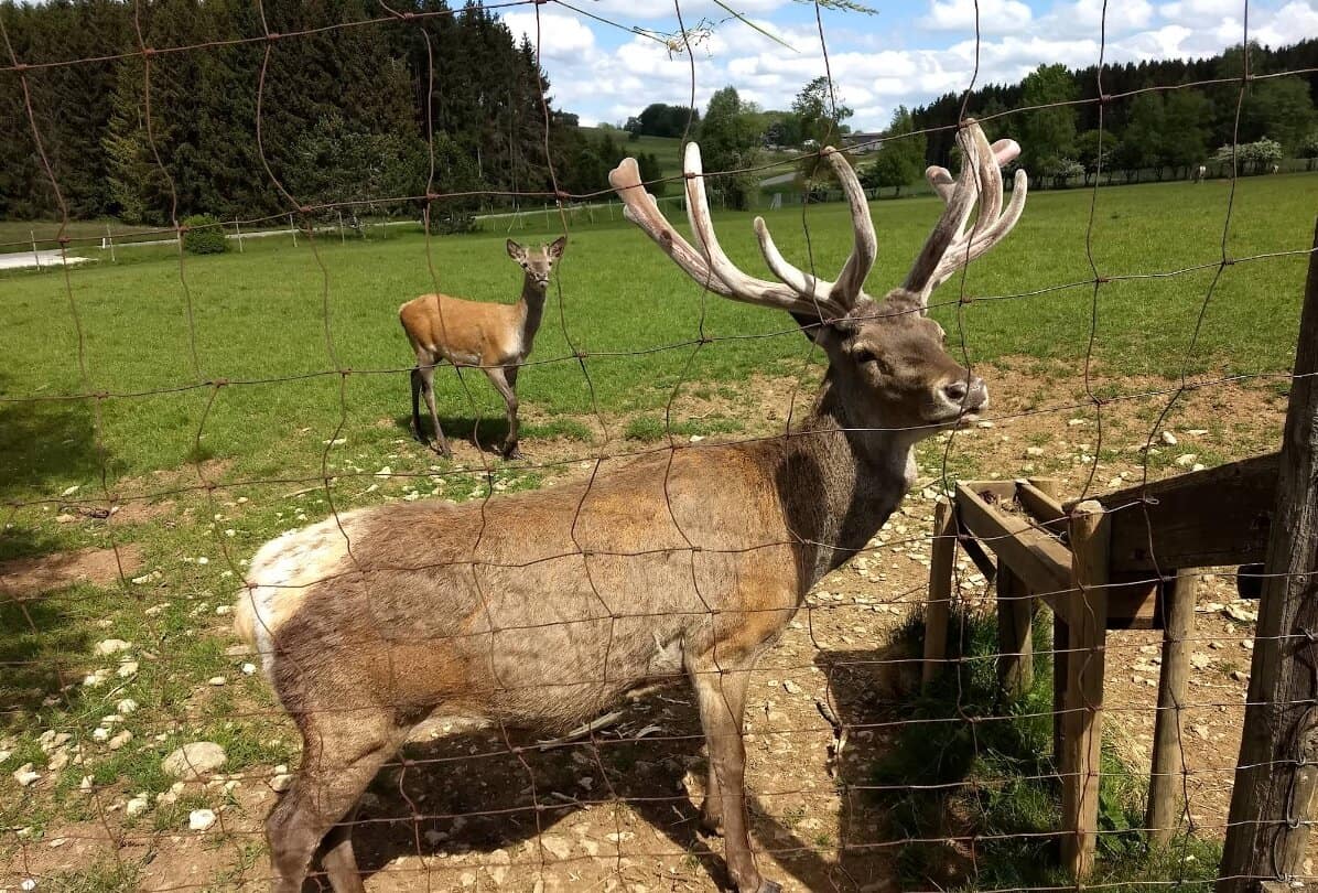 Rothirsch Wildgehege Meßstetten Schwäbische Alb imposantes Geweih