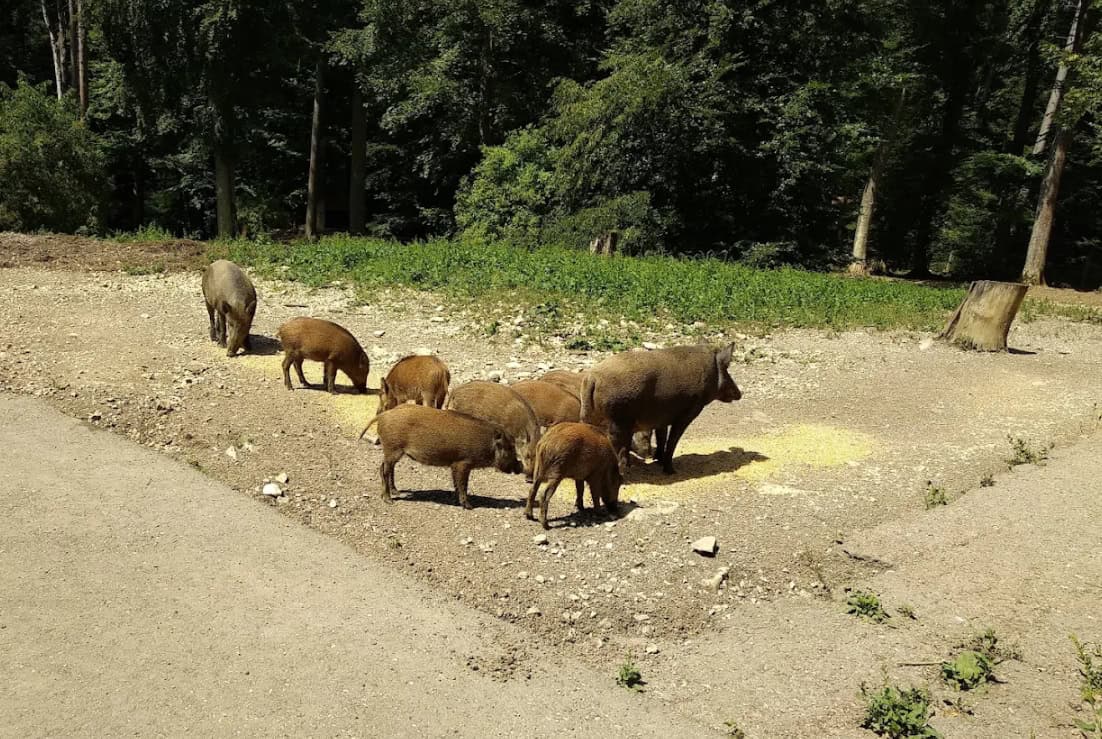 Wildschweine beim Fressen in natürlicher Umgebung im Wildpark Eichert