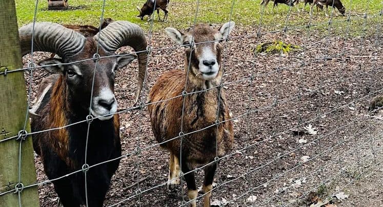 Ziegen hinter Zaun im Wildpark Eichert mit Gehege im Hintergrund