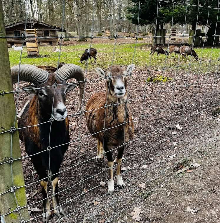 Ziegen hinter Zaun im Wildpark Eichert mit Gehege im Hintergrund