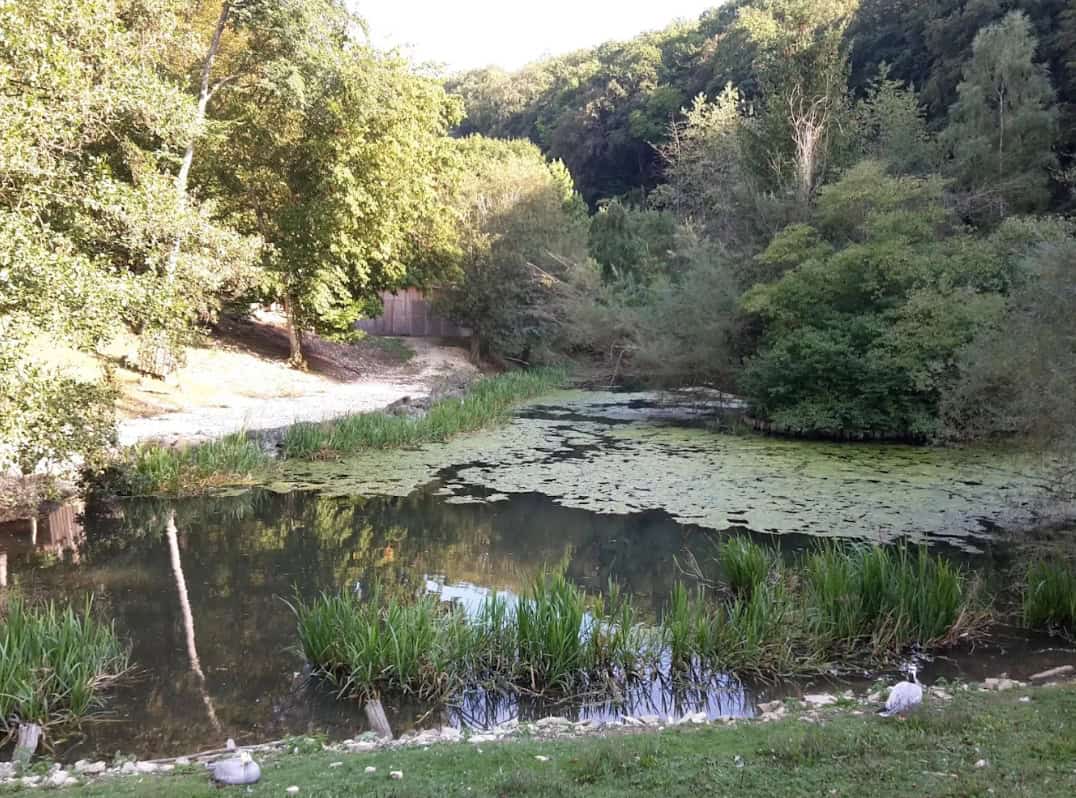 Teich mit Seerosen und Uferbepflanzung im Wildpark Eichert